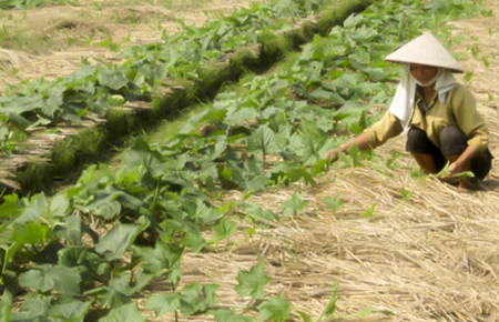 Phong tr&agrave;o trồng c&acirc;y vụ đ&ocirc;ng ở Ph&uacute; Lương